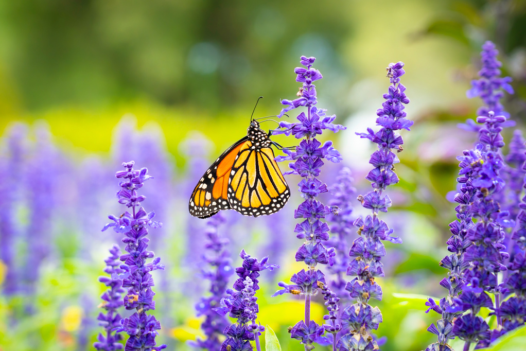 Monarch Butterfly Perched on Purple Flower in Close Up Photography